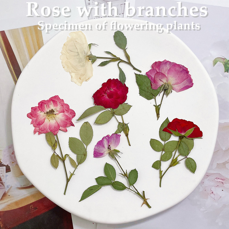 12 Pezzi, Rami di Rose Natural - Wedding Card Box recensione e prezzo